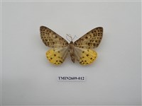 藏品(尺蛾124)的圖片